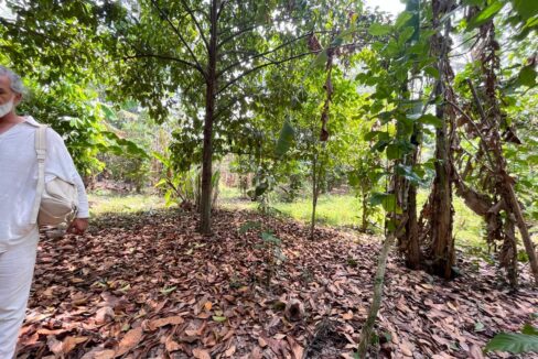 Discover Charming Rectangular Plot In Peaceful Scenic Cepaka - Tabanan (2)