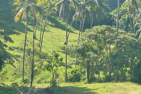 Freehold Land for Sale, Tabanan (7)