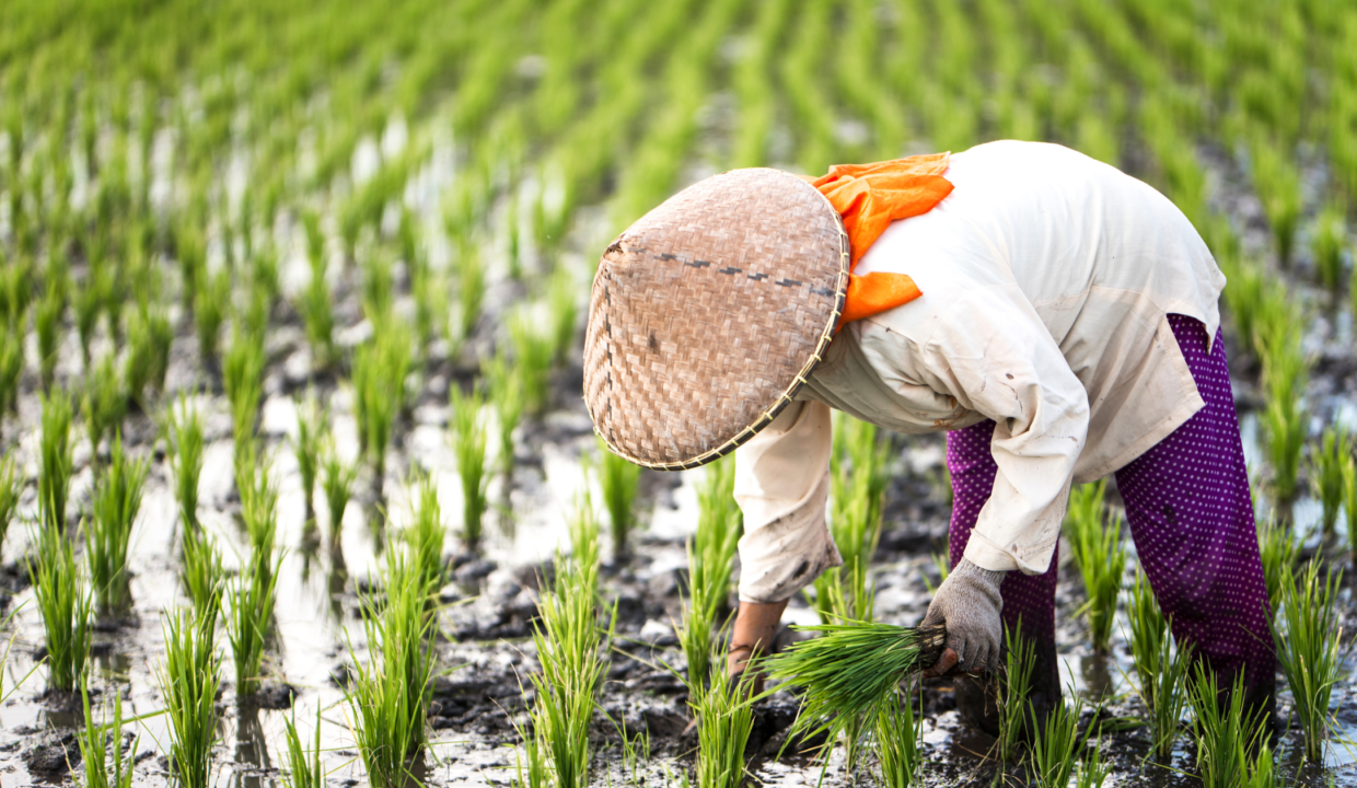 Farmer planting rice in a lush green field, showcasing agricultural land conversion's impact on preserving vital farming practices.