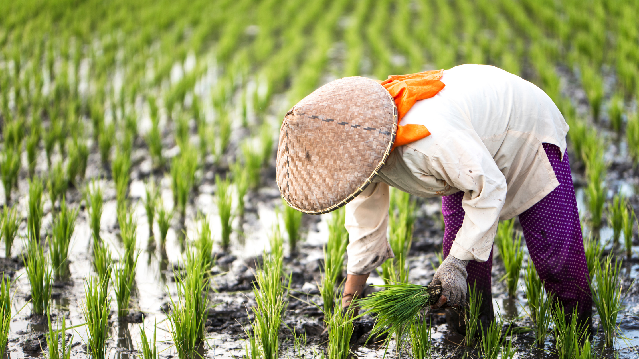 Farmer planting rice in a lush green field, showcasing agricultural land conversion's impact on preserving vital farming practices.