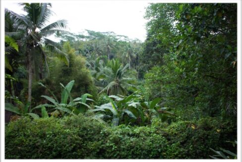 Discover Freehold Stunning Forest View Land In Keliki Village, An Ideal Nature Lovers Home-Base outside of Ubud, Bali (1)