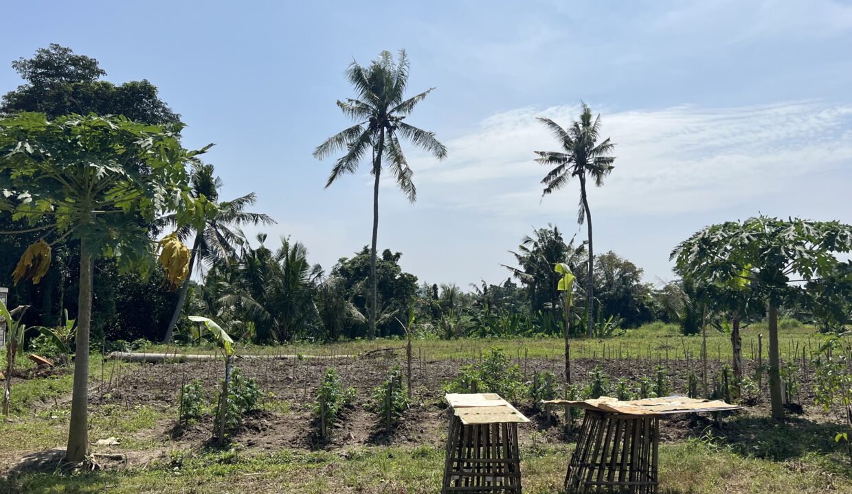 1. Leasehold land in Batuan, Gianyar